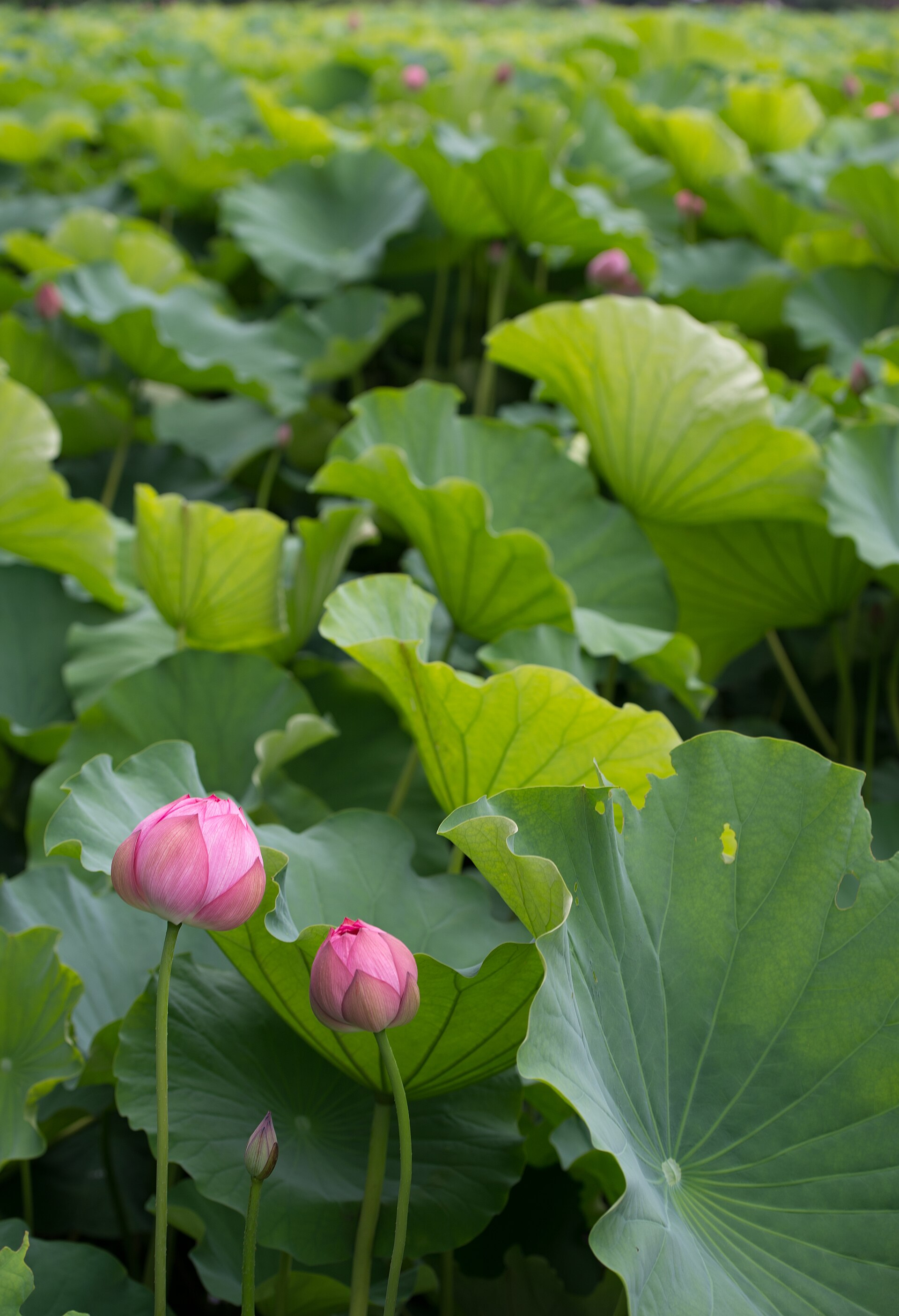 Hiểu quy luật vận hành cuộc sống